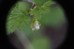 Ribes oxyacanthoides