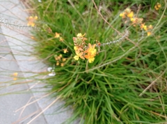 Bulbine frutescens