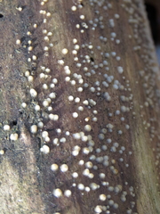 Helicogloea