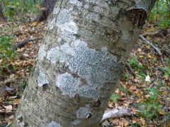 Lecidella