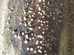 Helicogloea