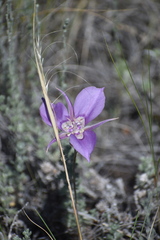 Calochortus macrocarpus