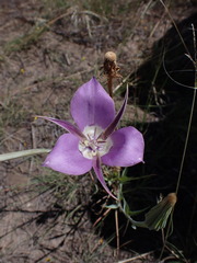 Calochortus macrocarpus