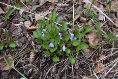 Viola adunca
