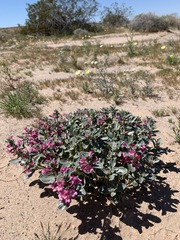 Penstemon albomarginatus