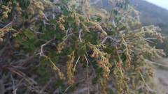 Holodiscus discolor microphyllus