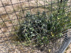 Penstemon albomarginatus