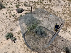 Penstemon albomarginatus