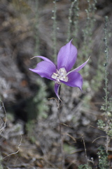 Calochortus macrocarpus