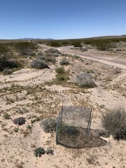 Penstemon albomarginatus