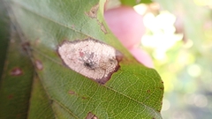 Phyllonorycter maestingella