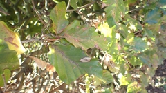 Phyllonorycter maestingella