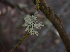 Ramalina obtusata