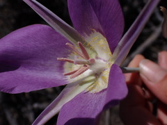 Calochortus macrocarpus