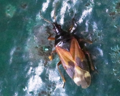 Anthocoris nemoralis