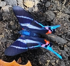 Rhetus arcius