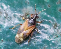 Anthocoris nemoralis