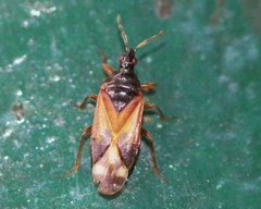 Anthocoris nemoralis