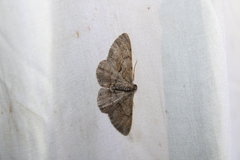 Iridopsis vellivolata
