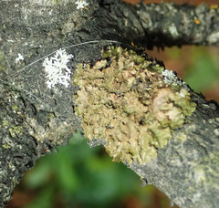 Melanohalea exasperatula