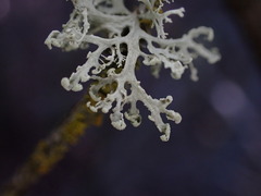 Ramalina obtusata