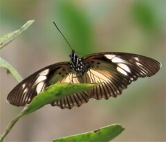 Pseudacraea lucretia