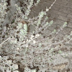 Menthinae