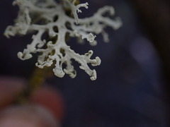 Ramalina obtusata