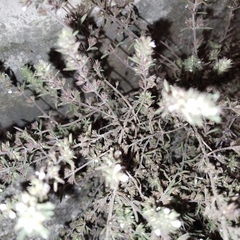 Menthinae