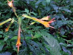 Cuphea appendiculata