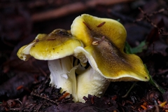 Tricholoma subsejunctum