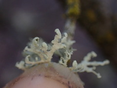 Ramalina obtusata