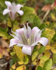 Gentiana autumnalis