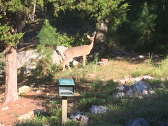 Odocoileus virginianus virginianus