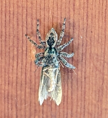 Mexigonus