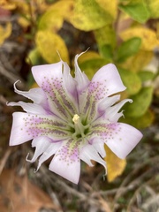 Gentiana autumnalis