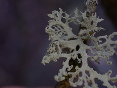 Ramalina obtusata