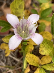 Gentiana autumnalis