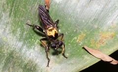 Lampria clavipes