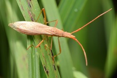 Protenor