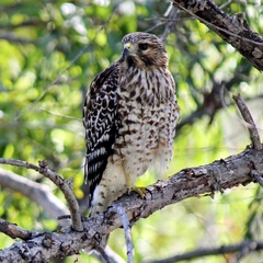 Buteo lineatus elegans