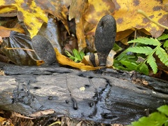 Xylaria longipes
