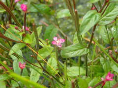 Epilobium parviflorum