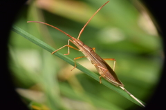 Protenor