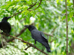 Corvus macrorhynchos levaillantii