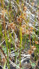 Juncus nodosus