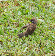 Passer montanus malaccensis