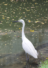Egretta garzetta garzetta