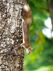 Callosciurus finlaysonii