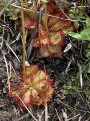 Drosera